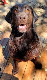 Natural Pet Products